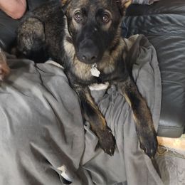 German Shepherd and Golden Retriever Puppies from Lace's High Flying German Shepherds And Golden Retrievers