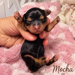 Mocha - Black gold and white female Shihpoo puppy in Cooper City, Florida from Jenny La Bone
