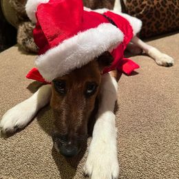 Smooth Fox Terrier Puppies from Misty Hollow