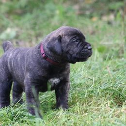 Boerboel Puppies from Northland Boerboels