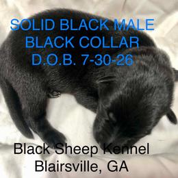 Bordeaux - Black male German Shepherd puppy in Blairsville, Georgia from Black Sheep German Shepherds