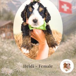 Heidi - Tri-color female Bernedoodle puppy in Canton, Georgia from Teddy Puppies