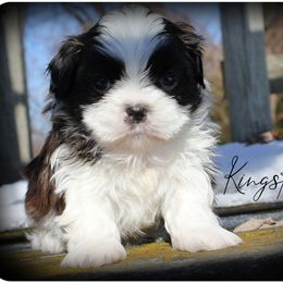 Kingston - Brindle and white male Shih Tzu puppy in Warren, Michigan from Danielle's Yorkie & Shih Tzu Babies