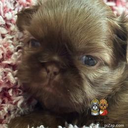 Teddy - Chocolate male Shih Tzu puppy in Walkertown, North Carolina from Lil’ Bit’s Shih Tzu