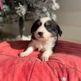 Loretta - Black tri female Miniature Australian Shepherd puppy in Louisville, Mississippi from Magnolia Spring Aussies