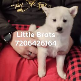 Frost - Cream male Shiba Inu puppy in Colorado Springs, Colorado from Little Brats