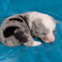 Ranger - Blue merle and white male American Corgi puppy in Lufkin, Texas from Texas Lil Cowdogs