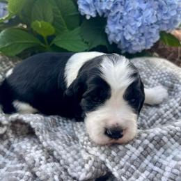 Orange - White and black male English Springer Spaniel puppy in Swainsboro, Georgia from Sweet Georgia Springers
