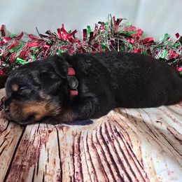 Penny - Black and rust female Rottweiler puppy in Peoria, Arizona from Von Diamond Hearts Rottweilers