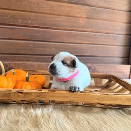 Pink Collar - Red mottled female Australian Cattle Dog puppy in Nevada, Missouri from Back Road Dog Company, LLC