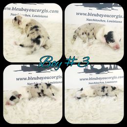 Boy 3 - Blue merle and white male American Corgi puppy in Natchitoches. La, Louisiana from Bleu Bayou Corgis