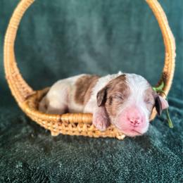Justin - Merle male Labradoodle puppy in Elizabeth City, North Carolina from Howdy Doodles
