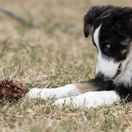 Border Collie Puppies from Bond Border Collies