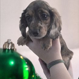 Cream brindle - Cream male Dachshund puppy in Port Charlotte, Florida from Vicki's Dachshund Crossing