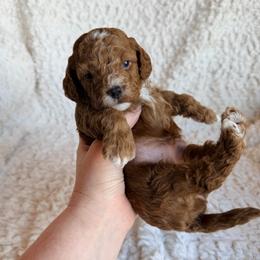 Rogue - Red male Cavapoo puppy in Grants Pass, Oregon from Climate City Cavapoos