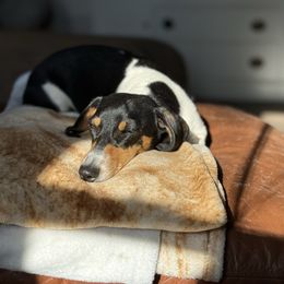 Chavelle - Dachshund
