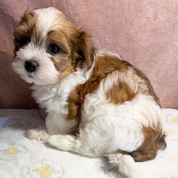 Peppa - Red male Havanese puppy in Maryville, Missouri from Dreamworks Havanese