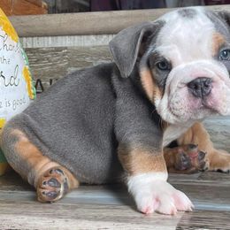 Bulldog Puppies from Precious paws bulldogs