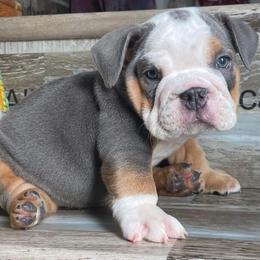 Bulldog Puppies from Precious paws bulldogs