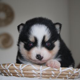 Knox - Gray and white male Pomsky puppy in Apple Creek, Ohio from Kathryn Troyer