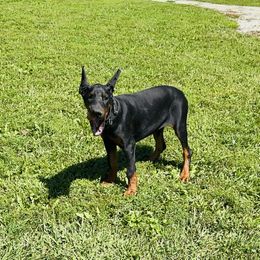 Dahlia (5000) - Black and rust female Doberman Pinscher puppy in Aredale, Iowa from Royal Dynasty Dobermann Kennel