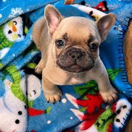 French Bulldog Puppies from Jennie Capuano