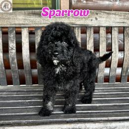Sparrow - Black female Bernedoodle puppy in Banner Elk, North Carolina from Walnut Tree Bernedoodles