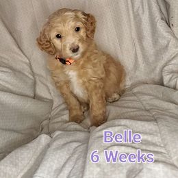 Aussiedoodle Puppies from Color Country Doodles