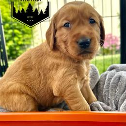 Boy 3 - Golden male Golden Retriever puppy in Star, Idaho from Gold Treasure Retrievers
