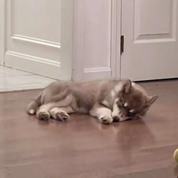Native American Indian Dog Puppies from Corn Moon Kennels
