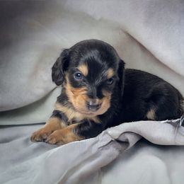 Border Collie, Dachshund, and Pembroke Welsh Corgi Puppies from Whisenhunt Farms