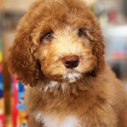 Major, Older Trained pup - Red male Labradoodle puppy in Phelan, California from Family Doodles