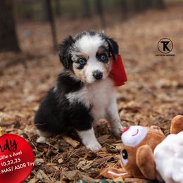 Indy- Blue Merle Female - Blue merle female Toy Australian Shepherd puppy in Nacogdoches, Texas from TK Standard, Mini, & Toy Aussies