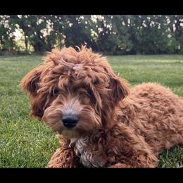 NA - Cavapoo