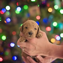 Poodle Puppies from Miller Creek Standard Poodles