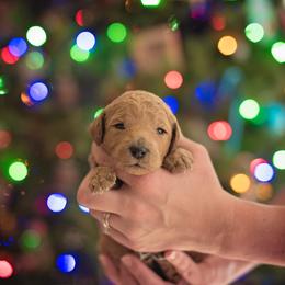 Poodle Puppies from Miller Creek Standard Poodles
