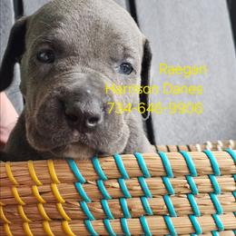 Reagan - Blue male Great Dane puppy in Grass Lake, Michigan from Harrison Danes