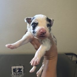 Mango - Blue merle male Border Collie puppy in Lodi, California from R3 Sport Dogs (Rafter 3 Ranch)