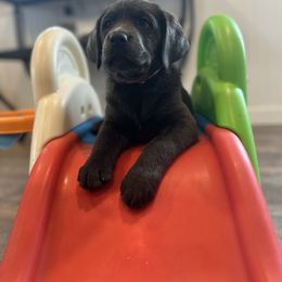 Dilute Retriever and Labrador Retriever Puppies from Loving Loyal Labs