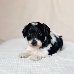 Everest - Black and white female Cavapoo puppy in Saint George, Utah from Fitzdoodles