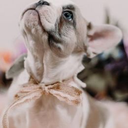 French Bulldogs from Blueline French Bulldogs