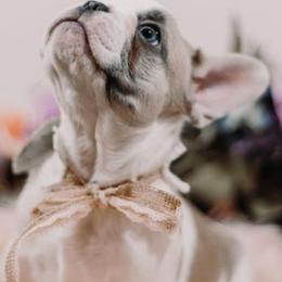 French Bulldogs from Blueline French Bulldogs