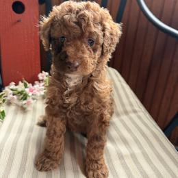 Apple - Merle female Goldendoodle puppy in Rush, New York from Care Bear Puppies