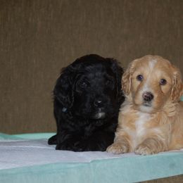 Double Doodle, Goldendoodle, and Poodle Puppies from Top of the Hill Doodles
