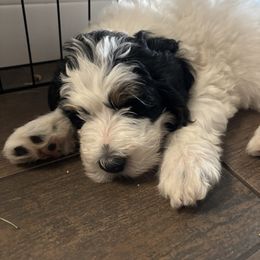 Bernedoodle Puppies from California Mountain Doodles