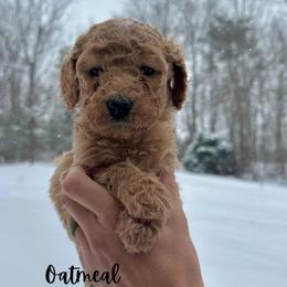 Oatmeal - Apricot female Goldendoodle puppy in Taylorsville, North Carolina from Doggone Dixie Doodles