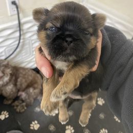 Khaki - Tricolor female Shih Tzu puppy in Reddell, Louisiana from TINYSHIHTZUFURU