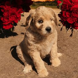 Ember - Girl 3 - Goldendoodle puppy from Marvelous Mannered K9s of Texas