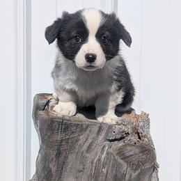 Grateful - Brindle and white female Cardigan Welsh Corgi puppy in Hotchkiss, Colorado from Bell S Ranch