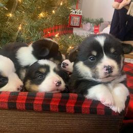 Pembroke Welsh Corgis from Kim Boyle's Pembroke Welsh Corgis